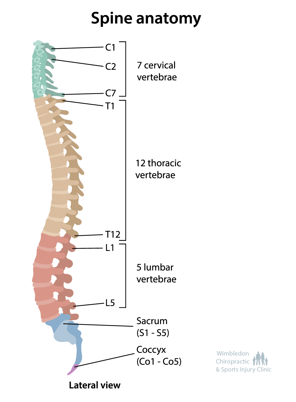 How Long Does It Take to Realign A Spine